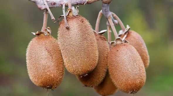 بهترین خوراکی ها برای گرسنگی شبانه