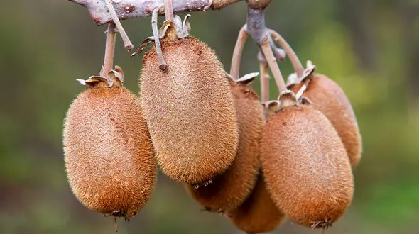 بهترین خوراکی ها برای گرسنگی شبانه