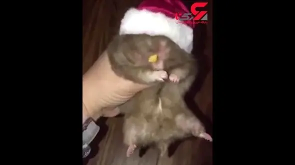 این همستر بامزه در یک حرکت تکه‌ی کیک را بلعید!+فیلم