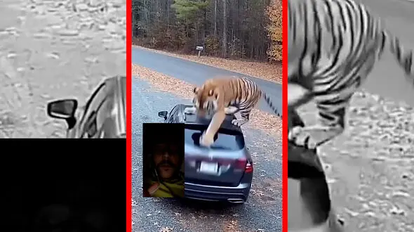 فیلم لحظه حمله ببر به یک دختر