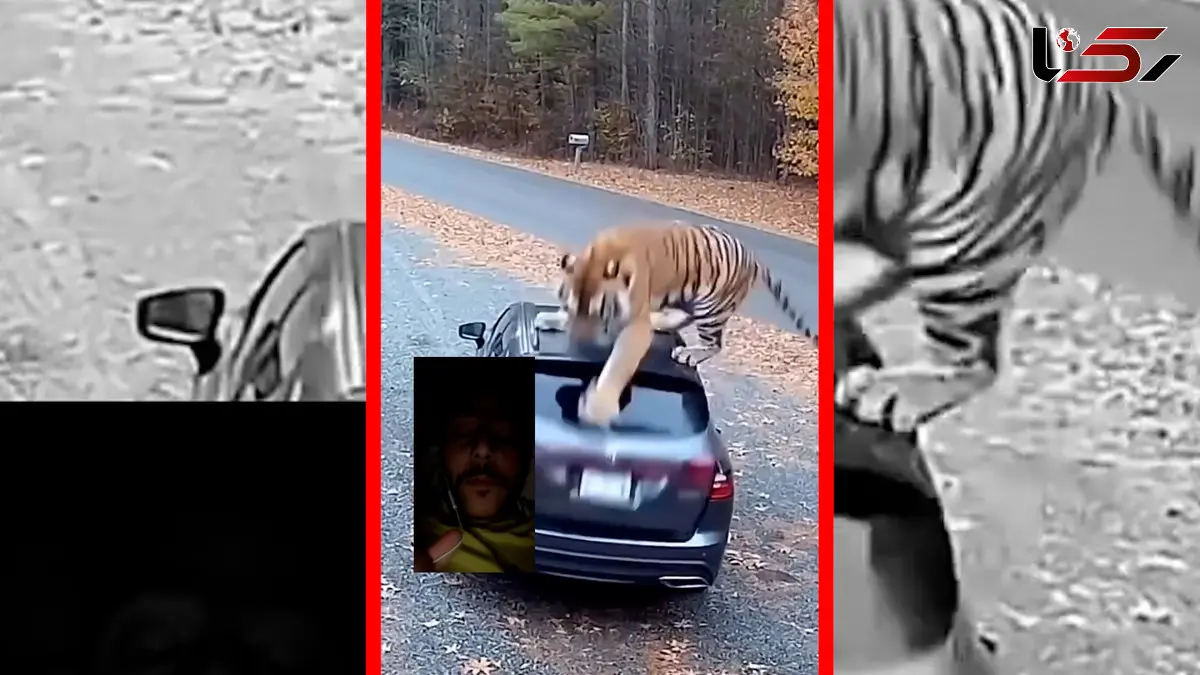 فیلم لحظه حمله ببر به یک دختر