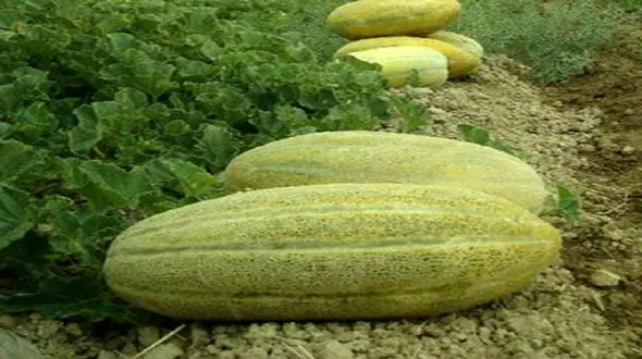 30 خاصیت بی نظیر خربزه 