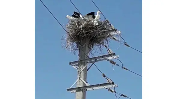 جنجال ویرانی خانه لک لک ها توسط اداره برق / این مرد به کمک لک لک ها رفت 