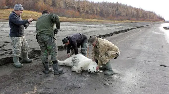  توله خرس قطبی خسته نجات یافت +تصویر