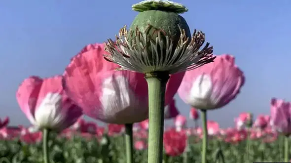 تصویب کشت قانونی یک گیاه برای تامین مواد مخدر دارویی در ایران !