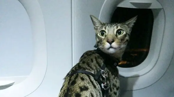 فرود اضطراری هواپیما به دلیل وجود گربه در کابین خلبان