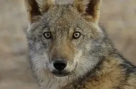 دو چهره از حیات وحش