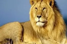 از ابهت شیر تا وقار اسب