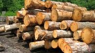 باند قاچاق چوب جنگلی در سمیرم زمین گیر شد