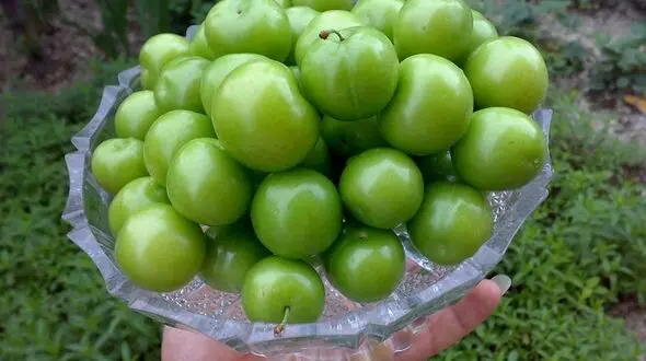 خواص درمانی این نوبرانه بهاری را بشناسید