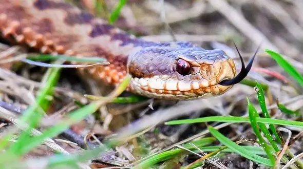 حیوانات نمادین مرگ و حیات پس از مرگ: لیست شگفت‌ انگیز