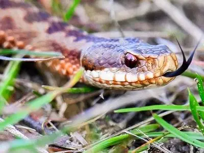 حیوانات نمادین مرگ و حیات پس از مرگ: لیست شگفت‌ انگیز