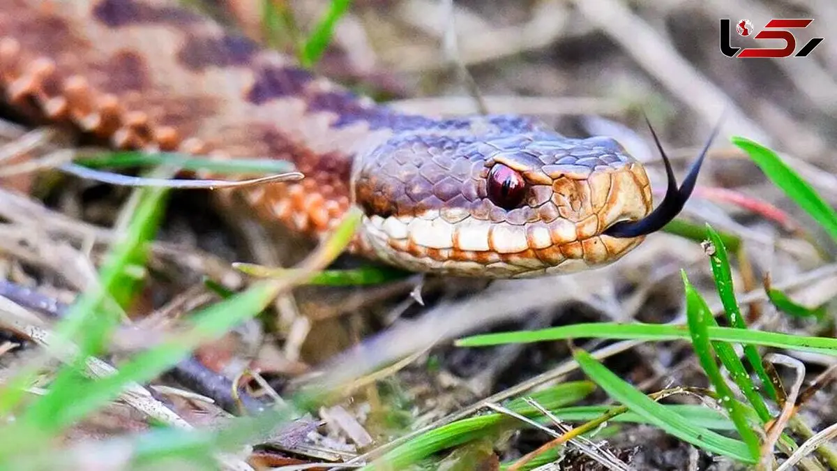 حیوانات نمادین مرگ و حیات پس از مرگ: لیست شگفت انگیز