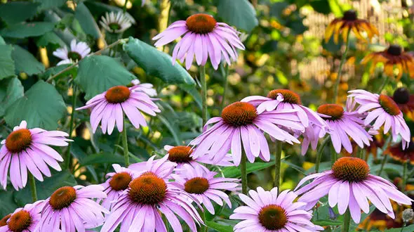 زره گیاهی دربرابر ویروس ها بپوشید!