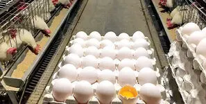 ایجاد طرح شهر تخم مرغ برای تکمیل زنجیره تولید