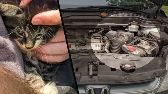 فیلم گیر کردن بچه گربه در تسمه موتور ماشین / هشدار به مردم مراقب حیوانات باشید