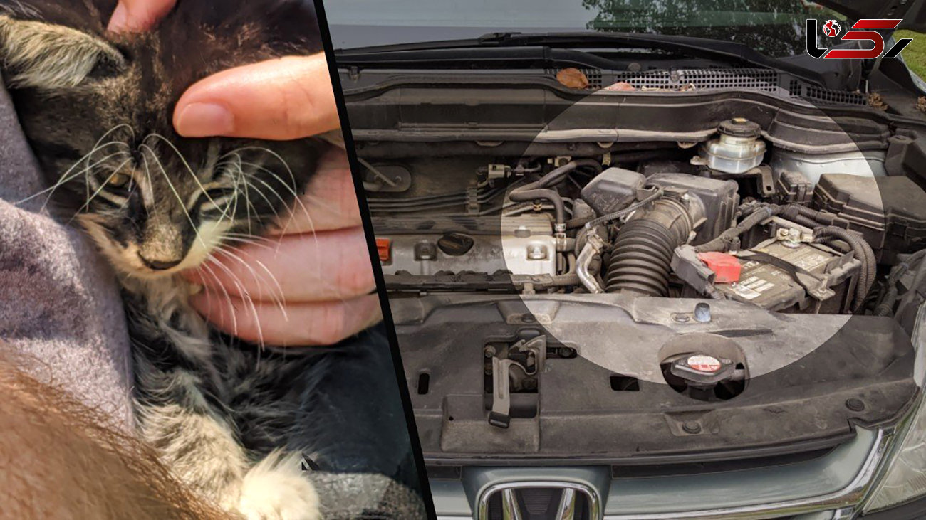 فیلم گیر کردن بچه گربه در تسمه موتور ماشین / هشدار به مردم مراقب حیوانات باشید