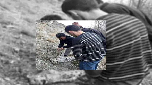 کشف جسد پلنگ در شهرستان نور +عکس