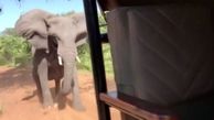گردشگران با دست خالی عاج فیل را شکستند! + فیلم