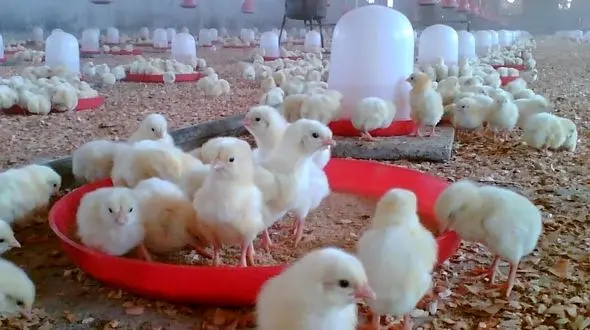 جوجه یک روزه گران شد مرغ گران تر ! 