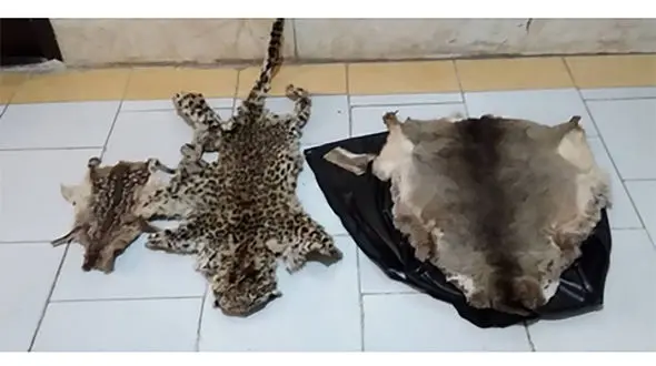 بازداشت شکارچی بیرحم پلنگ ایرانی در رودبار + عکس دردناک