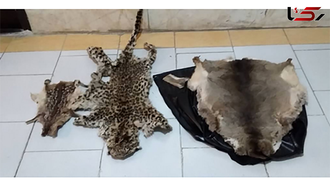بازداشت شکارچی بیرحم پلنگ ایرانی در رودبار + عکس دردناک