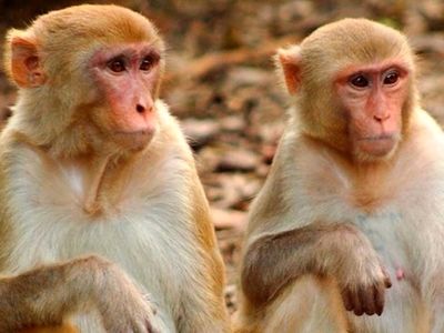 مراسم عروسی جالب 2 میمون در باغ وحش تهران + عکس ها