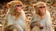 مراسم عروسی جالب 2 میمون در باغ وحش تهران + عکس ها