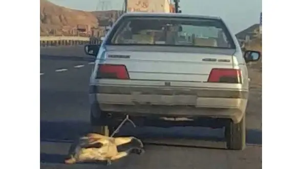 سگ کش تهرانی دستگیر شد