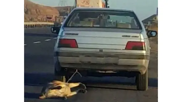 سگ کش تهرانی دستگیر شد