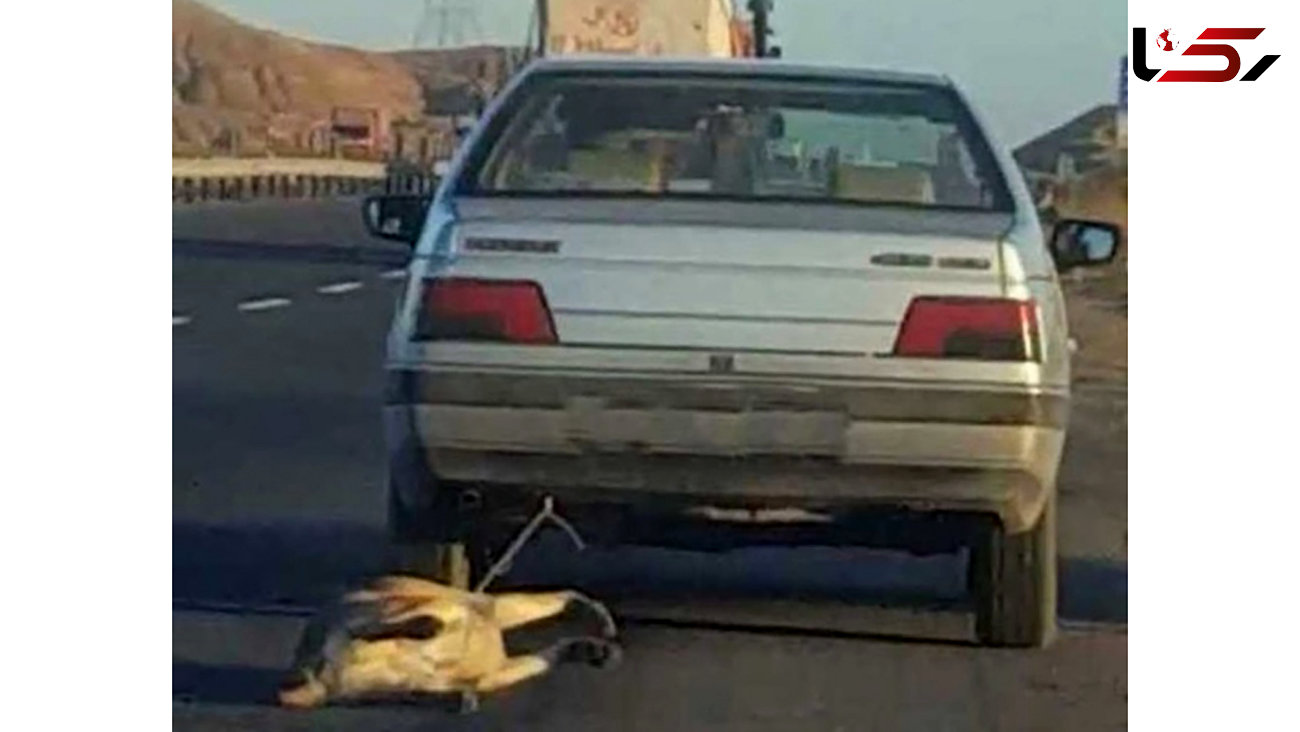 سگ کش تهرانی دستگیر شد