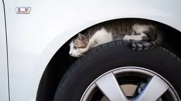 اثرات غذارسانی به گربه های خیابانی روی ژنتیک آنها / گربه ها دیگر شکار نمی کنند! + فیلم