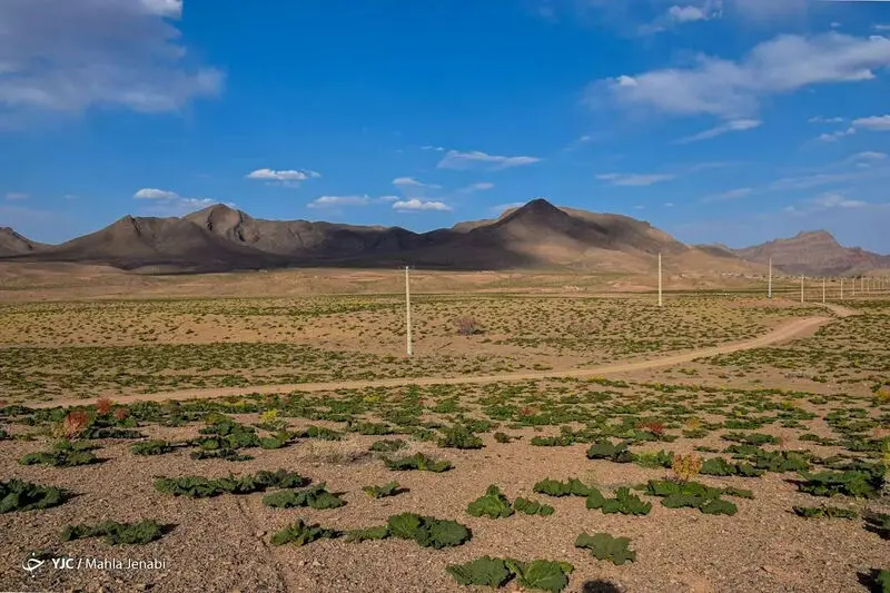 دشت زیبای ریواس 12