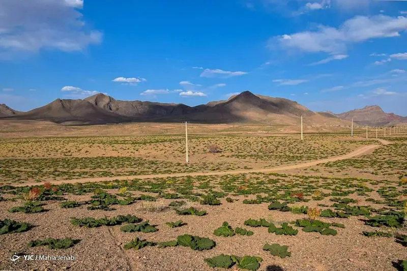 دشت زیبای ریواس 12