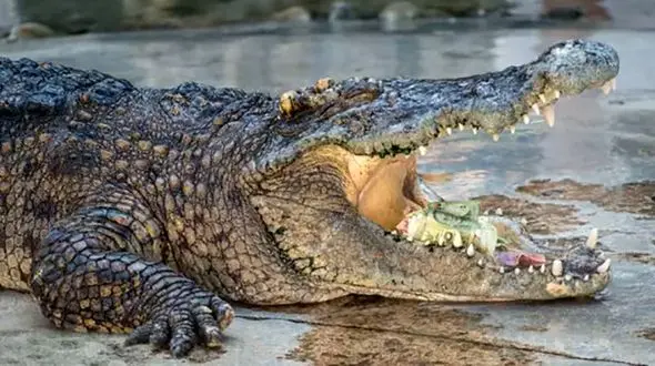 گاندو پسر بچه 10 ساله را با خود به داخل آب کشید و خورد !