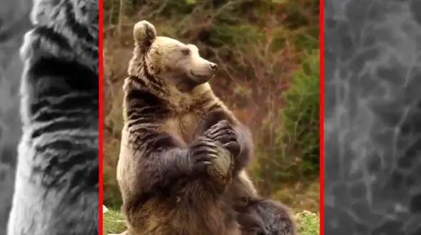 فیلم / خرس در حال انجام حرکت کششی