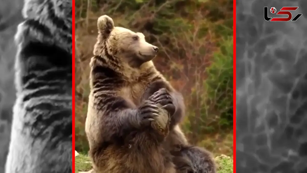 فیلم / خرس در حال انجام حرکت کششی