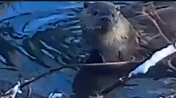 مشاهده وضعیت شنگ؛ گونه در معرض تهدید در منطقه گادر اشنویه + فیلم