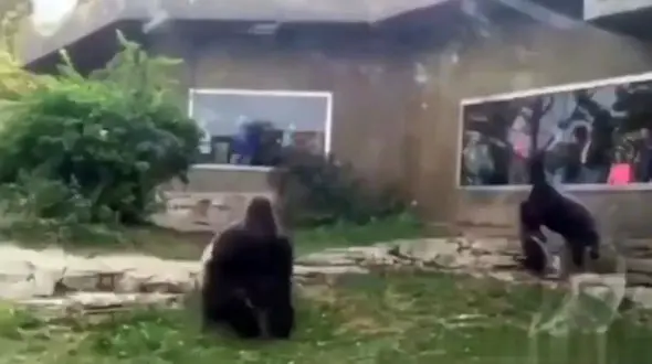 فیلم درگیری شدید دو گوریل در باغ وحش