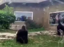 فیلم درگیری شدید دو گوریل در باغ وحش