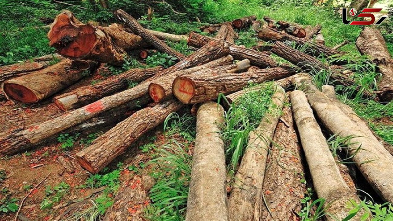 قطع 300 اصله درخت جنگلی در مسیر گلستان / مدیر منابع طبیعی گالیکش بازداشت شد