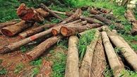 قطع 300 اصله درخت جنگلی در مسیر گلستان / مدیر منابع طبیعی گالیکش بازداشت شد