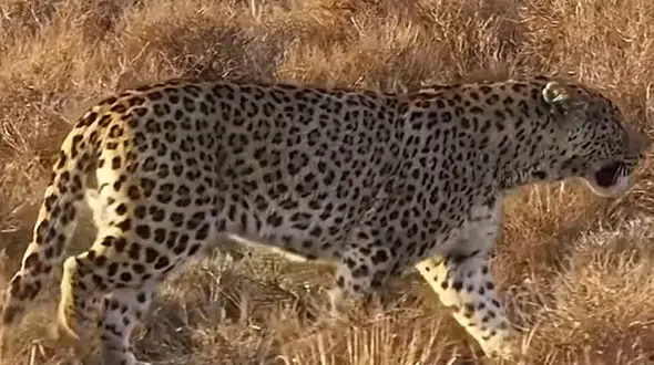 فیلم پلنگ ایرانی در دشت پارک ملی سالوک