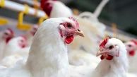 افزایش ظرفیت واحدهای مرغ تخم‌گذار در لرستان