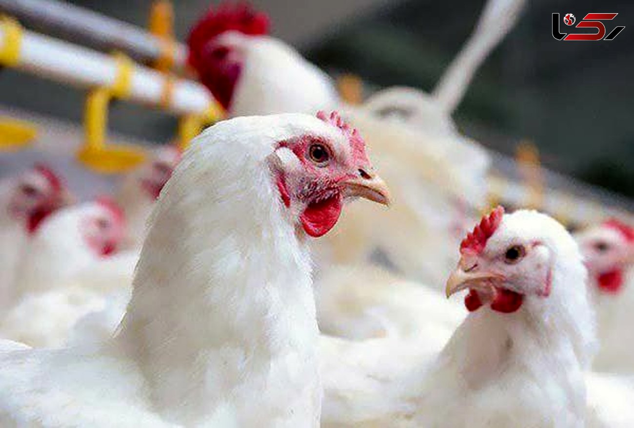 افزایش ظرفیت واحدهای مرغ تخم‌گذار در لرستان