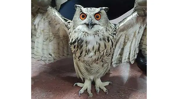 وحشت خانواده تهرانی از جغد طلایی در خانه شان + عکس های دیدنی