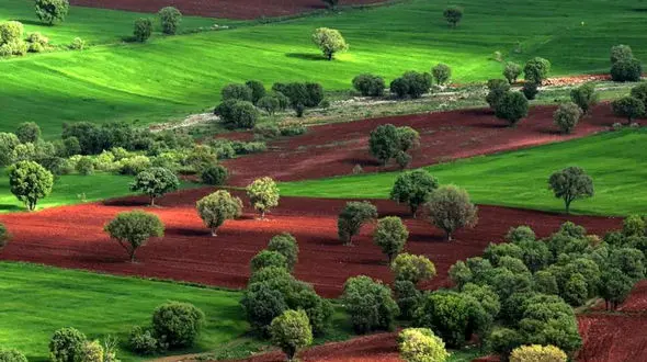 دشت درختان بلوط زاگرس لرستان را بیشتر بشناسیم + عکس