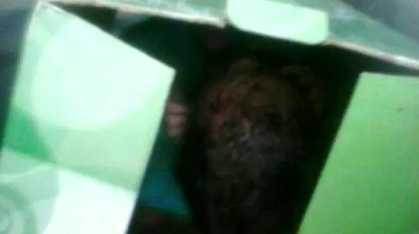 گریه های یک دختر بدون لباس در میان شمشادهای منطقه وحدت کرج+ عکس