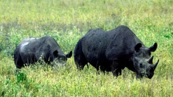 حمله وحشتناک موجود غول پیکر به سرنشینان موتور سیکلت! + فیلم