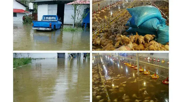 تلف شدن 30 هزار مرغ در سیل تالش+عکس